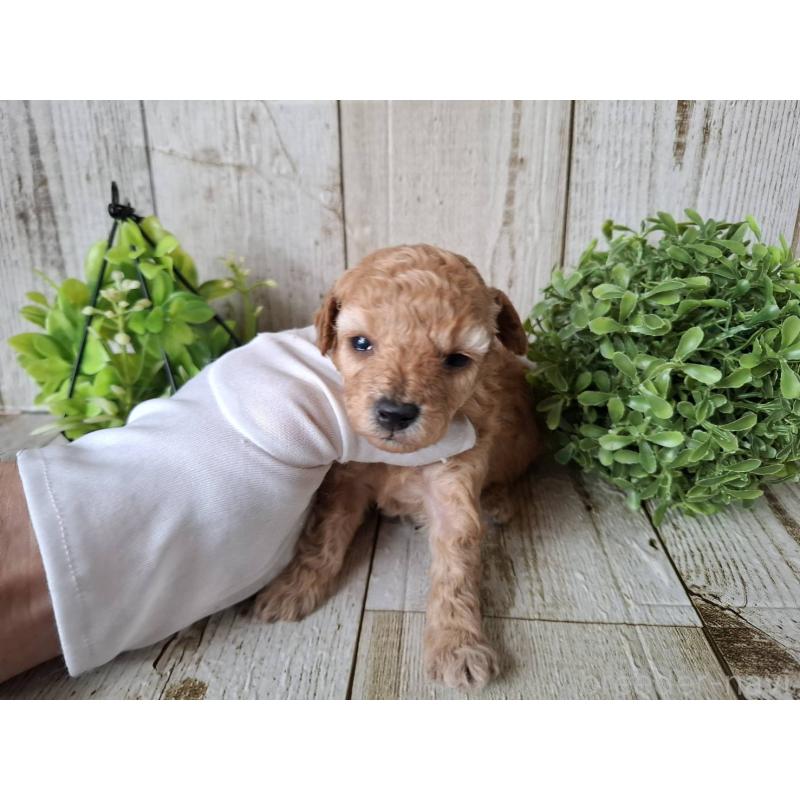 販売中の千葉県のトイプードル-440318の4枚目