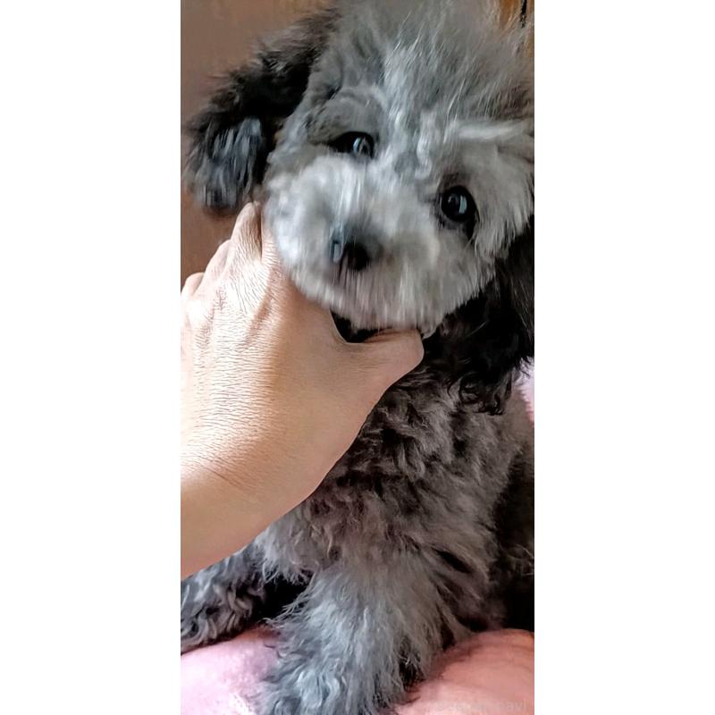 販売中の三重県のトイプードル-410266の19枚目