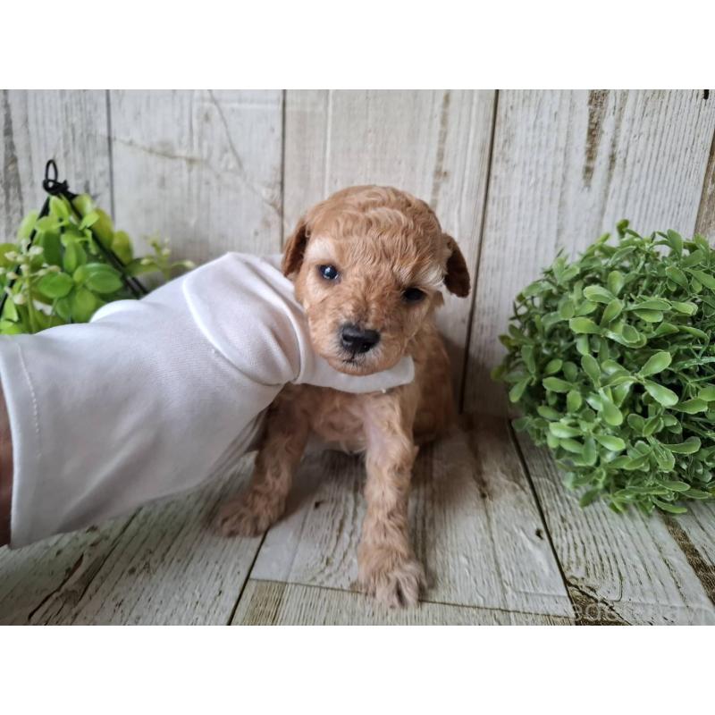 販売中の千葉県のトイプードル-440318の2枚目