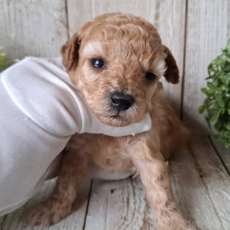 販売中の千葉県のトイプードル-440318