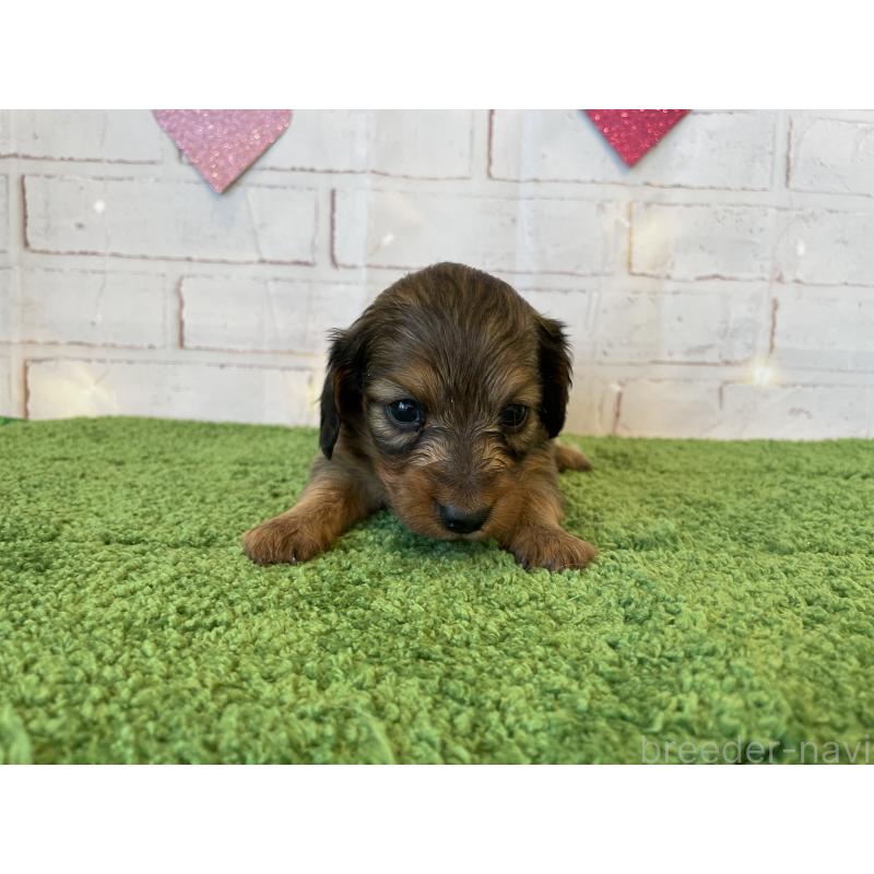 販売中の北海道のミニチュアダックスフンド(ロングヘアード)-440320の7枚目