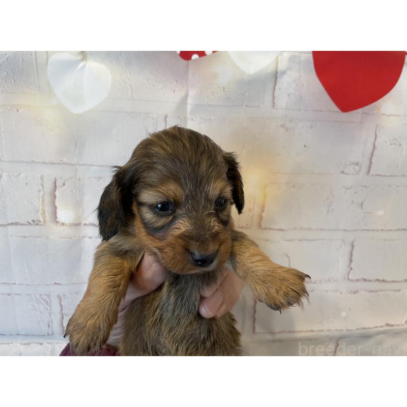 販売中の北海道のミニチュアダックスフンド(ロングヘアード)-440320の6枚目