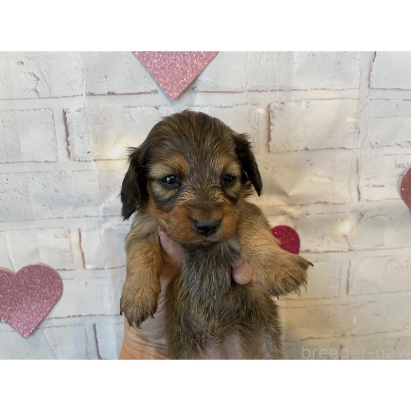 販売中の北海道のミニチュアダックスフンド(ロングヘアード)-440320の5枚目