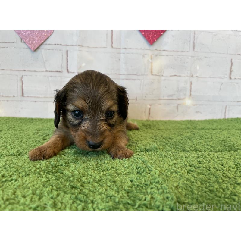 販売中の北海道のミニチュアダックスフンド(ロングヘアード)-440320の4枚目