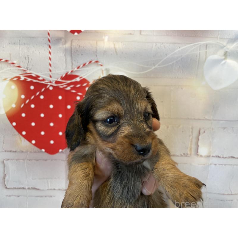 販売中の北海道のミニチュアダックスフンド(ロングヘアード)-440320の3枚目