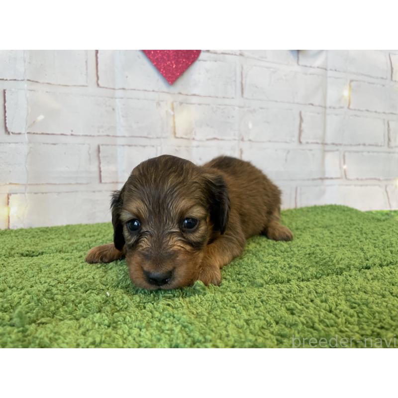 販売中の北海道のミニチュアダックスフンド(ロングヘアード)-440320の2枚目