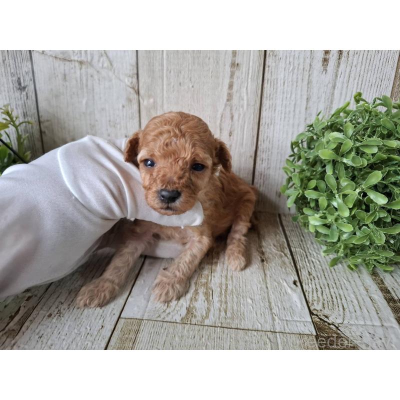 販売中の千葉県のトイプードル-440321の10枚目