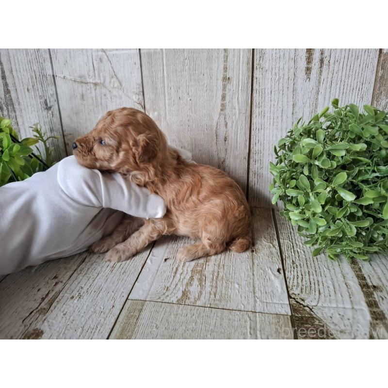 販売中の千葉県のトイプードル-440321の9枚目