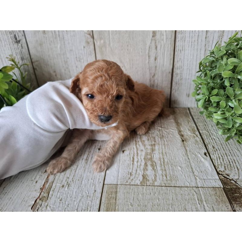 販売中の千葉県のトイプードル-440321の8枚目