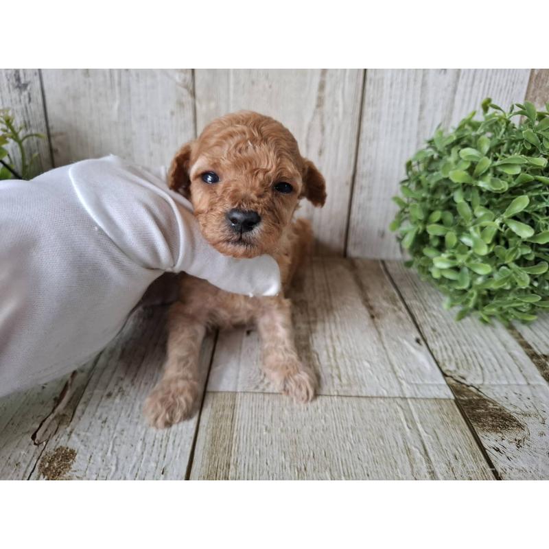 販売中の千葉県のトイプードル-440321の7枚目