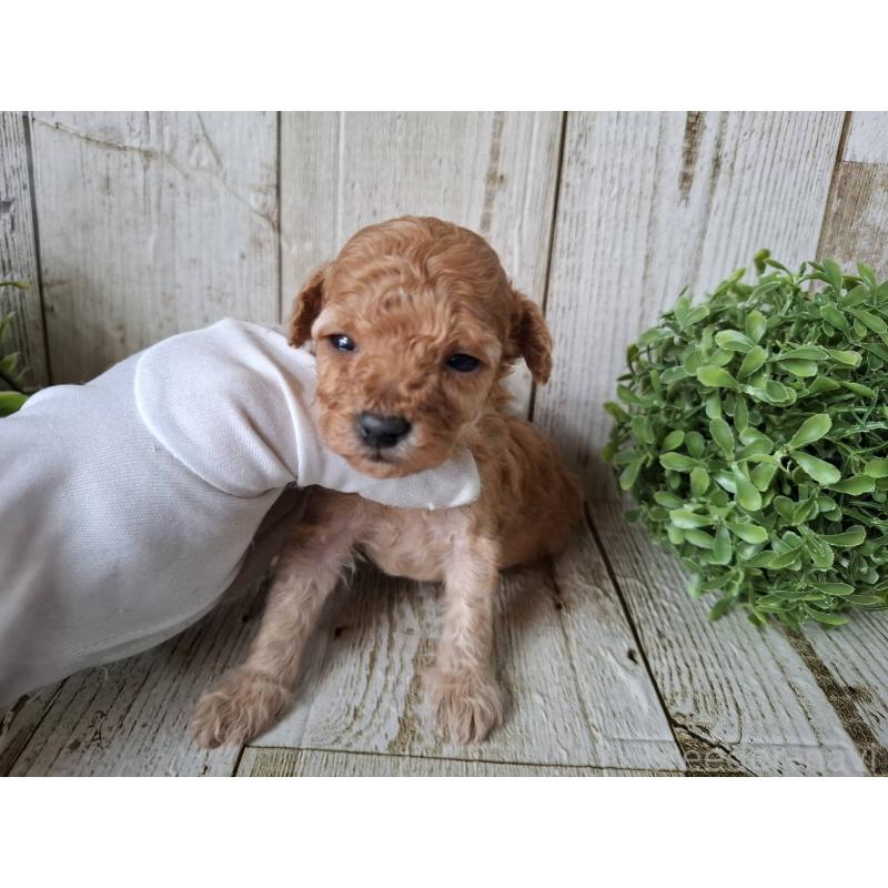 販売中の千葉県のトイプードル-440321の5枚目