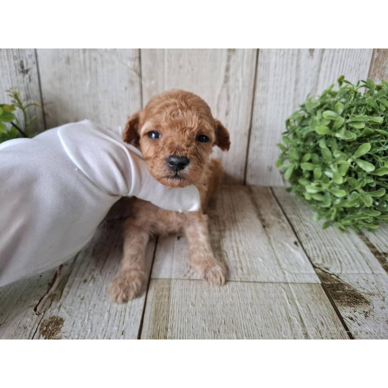 販売中の千葉県のトイプードル-440321の4枚目