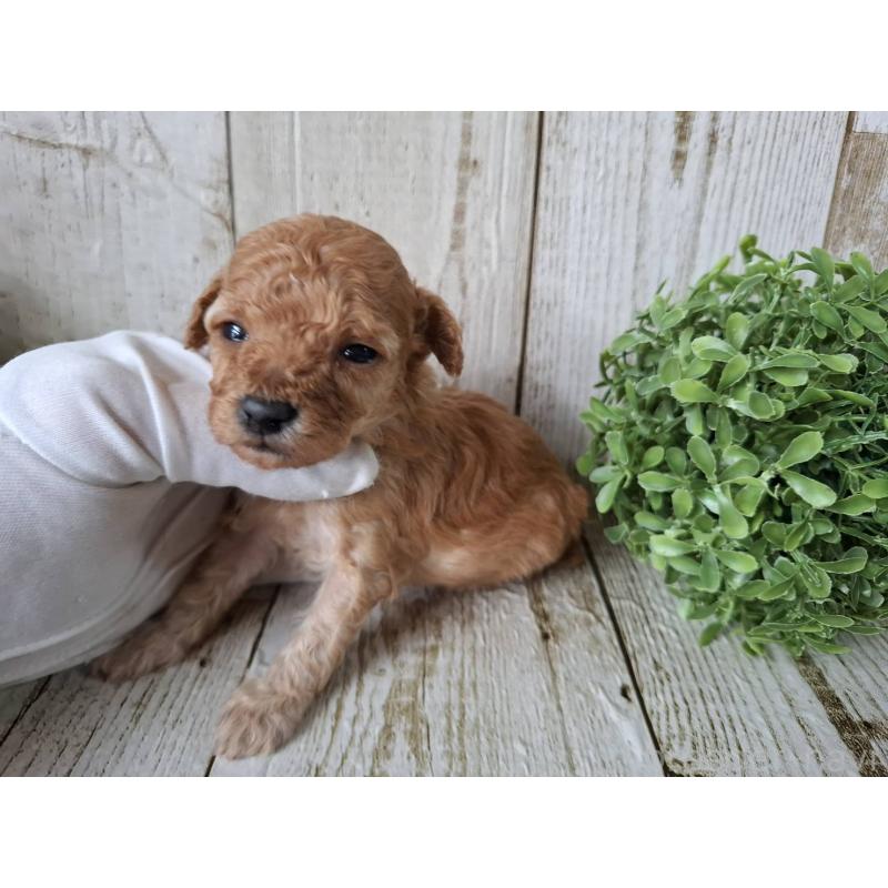 販売中の千葉県のトイプードル-440321の3枚目