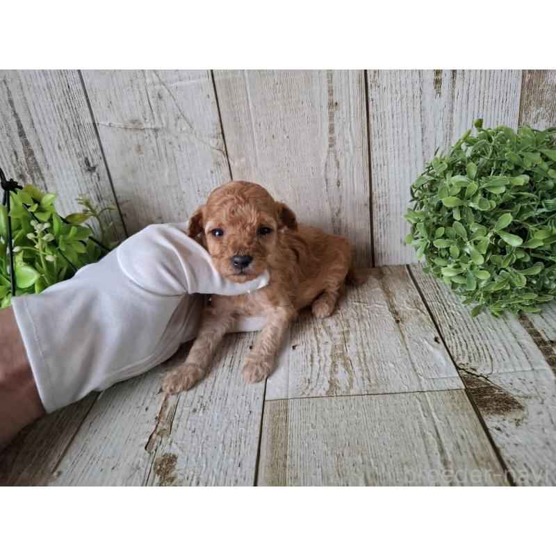 販売中の千葉県のトイプードル-440321の2枚目