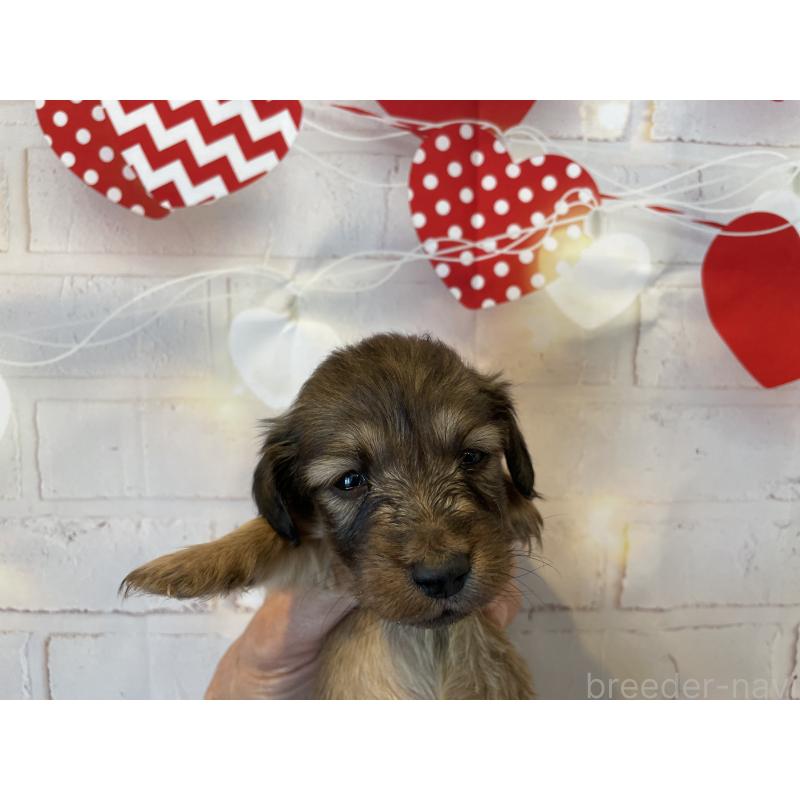 販売中の北海道のミニチュアダックスフンド(ロングヘアード)-440322の6枚目