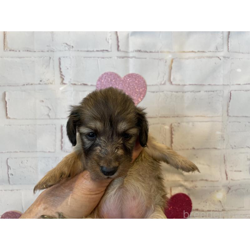 販売中の北海道のミニチュアダックスフンド(ロングヘアード)-440322の4枚目