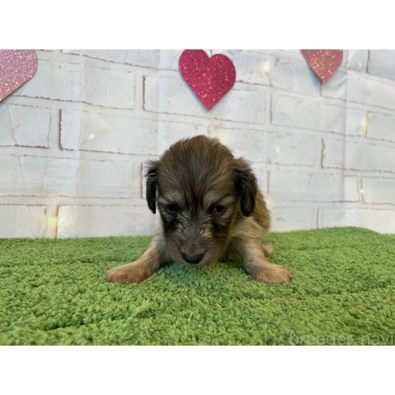 販売中の北海道のミニチュアダックスフンド(ロングヘアード)-440322の2枚目