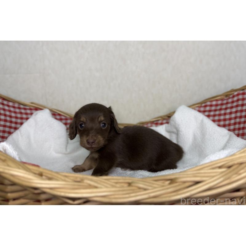 販売中の福岡県のミニチュアダックスフンド(ロングヘアード)-440324の3枚目