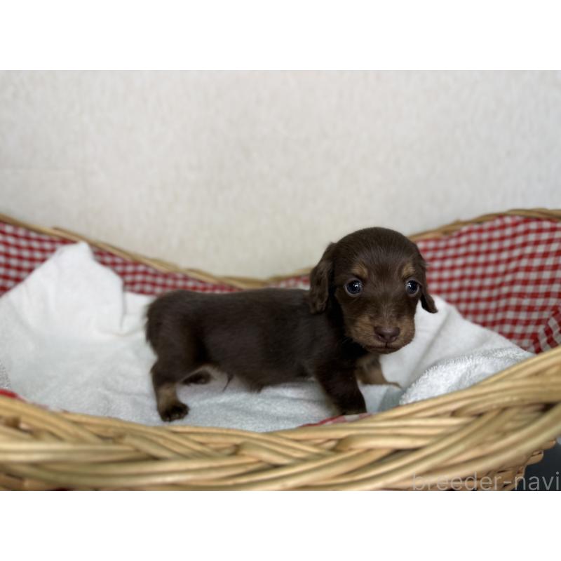 販売中の福岡県のミニチュアダックスフンド(ロングヘアード)-440324の2枚目