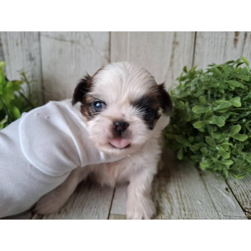 販売中の千葉県のミックス犬-440323の10枚目