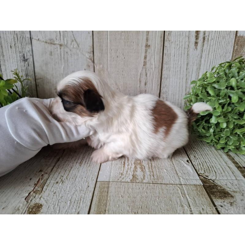 販売中の千葉県のミックス犬-440323の9枚目