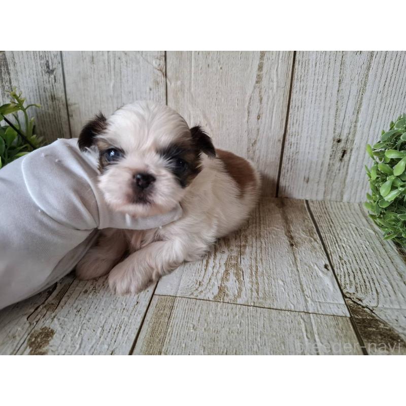 販売中の千葉県のミックス犬-440323の6枚目