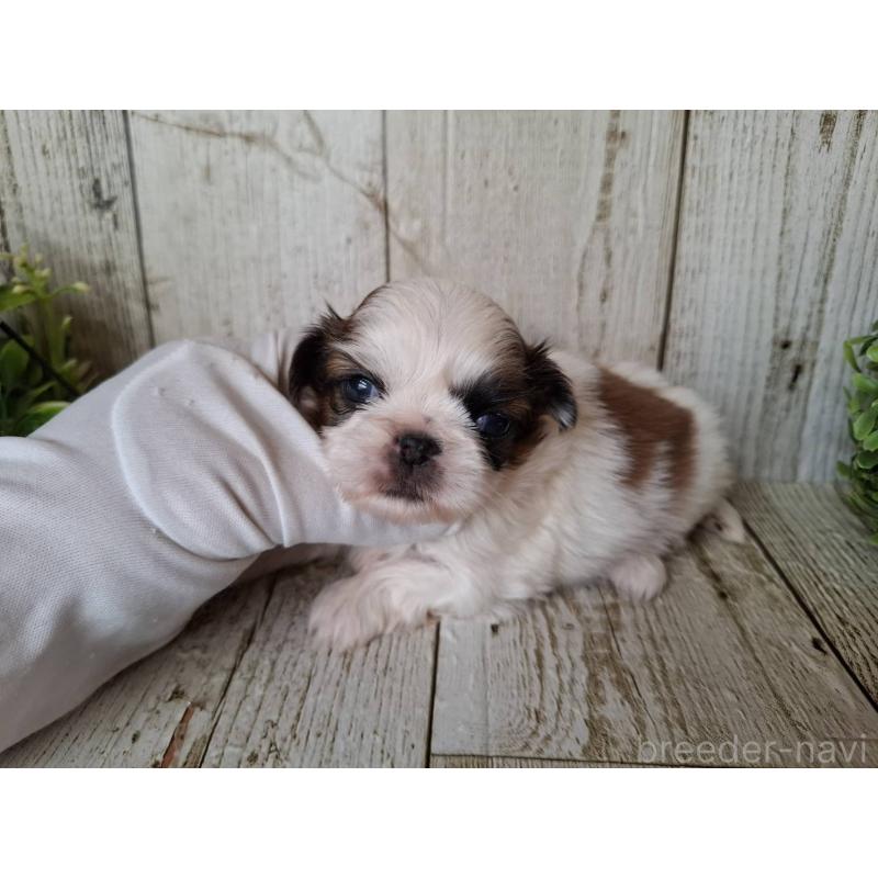 販売中の千葉県のミックス犬-440323の5枚目