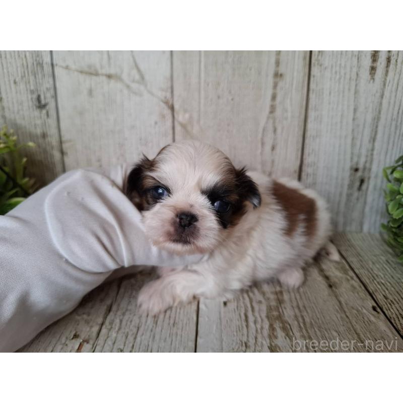 販売中の千葉県のミックス犬-440323の4枚目