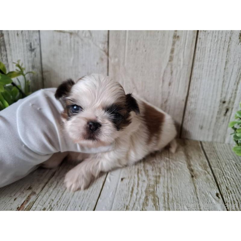 販売中の千葉県のミックス犬-440323の2枚目