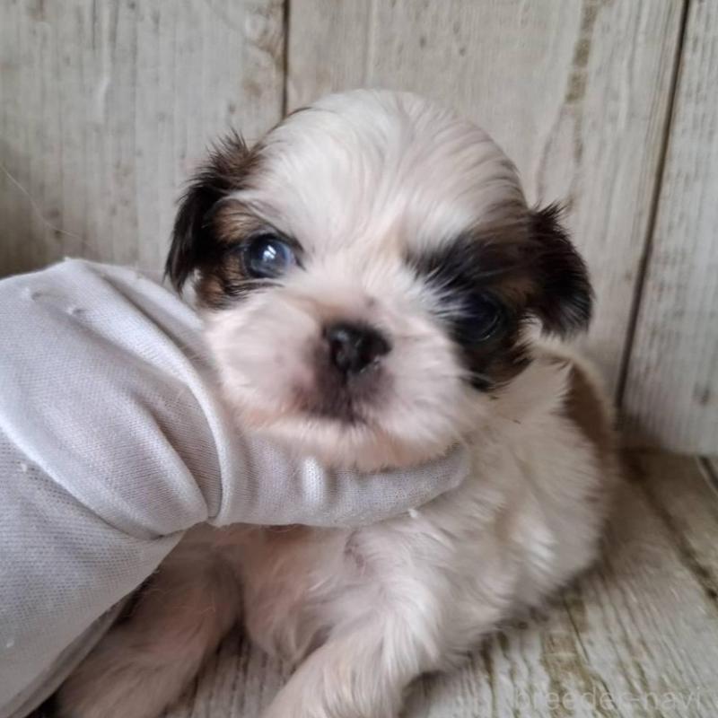 販売中の千葉県のミックス犬-440323の1枚目