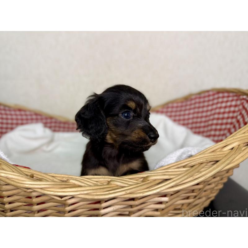 販売中の福岡県のミニチュアダックスフンド(ロングヘアード)-440325の4枚目