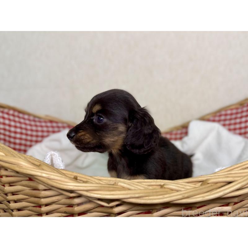 販売中の福岡県のミニチュアダックスフンド(ロングヘアード)-440325の3枚目