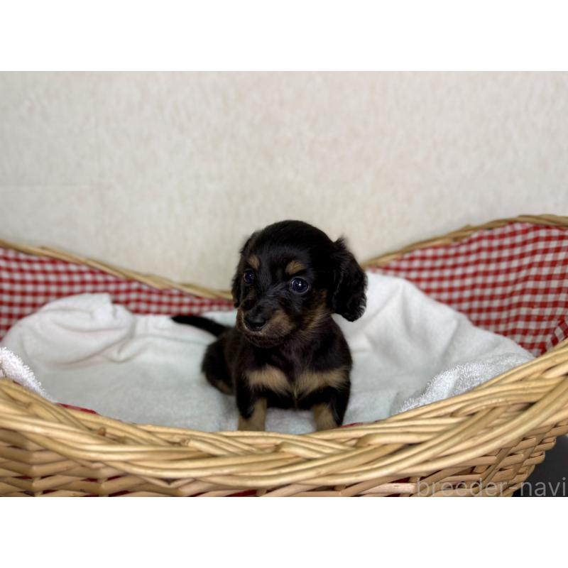 販売中の福岡県のミニチュアダックスフンド(ロングヘアード)-440325の2枚目