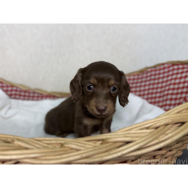 販売中の福岡県のミニチュアダックスフンド(ロングヘアード)-440327の3枚目