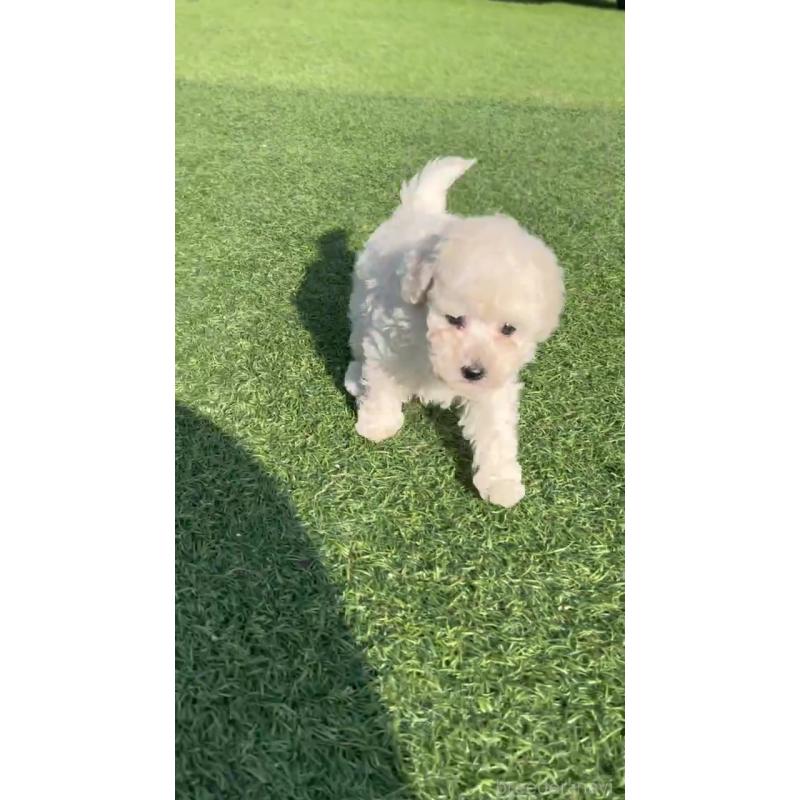 販売中の山口県のトイプードル-439485の4枚目