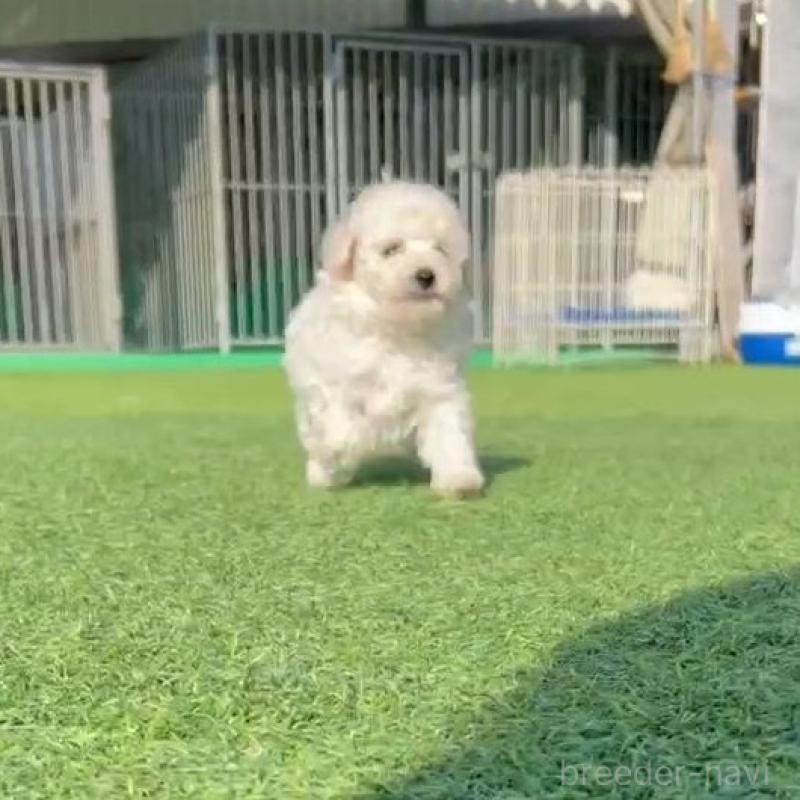 販売中の山口県のトイプードル-439485の3枚目