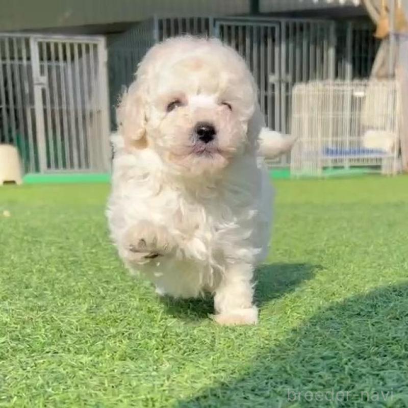 販売中の山口県のトイプードル-439485