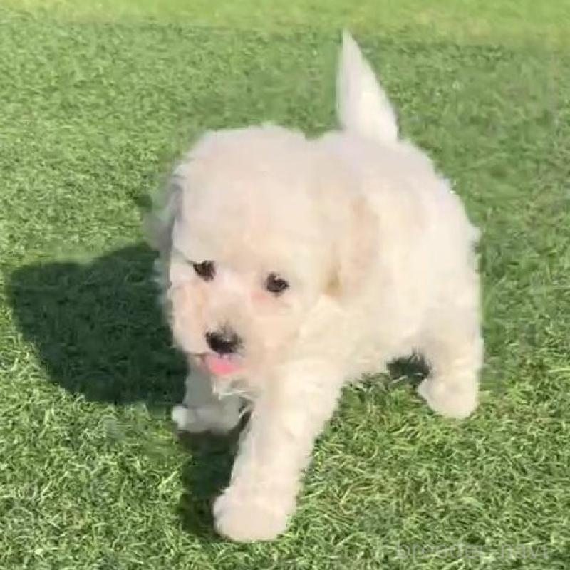 販売中の山口県のトイプードル-439485の2枚目