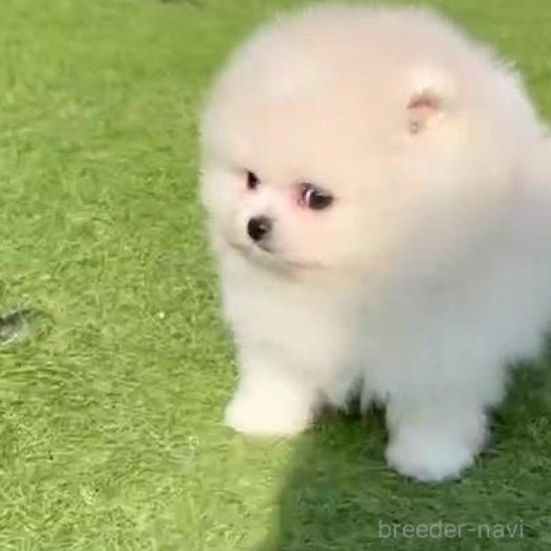 成約済の山口県のポメラニアン-439481の3枚目