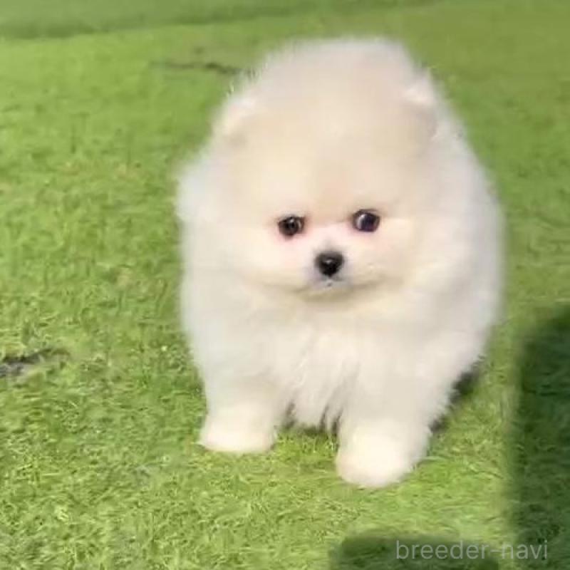 販売中の山口県のポメラニアン-439481