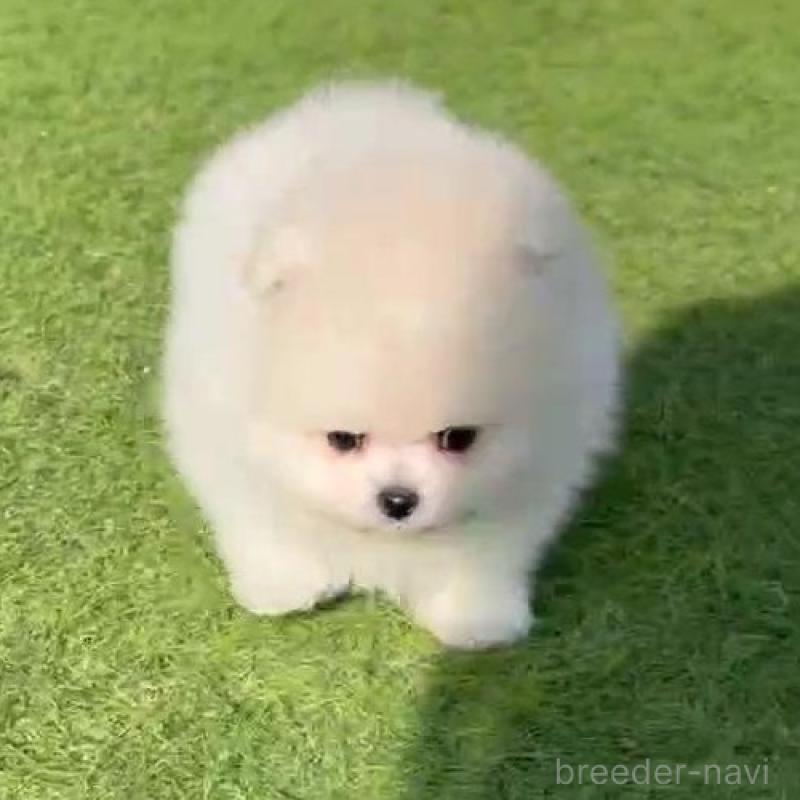 成約済の山口県のポメラニアン-439481の2枚目