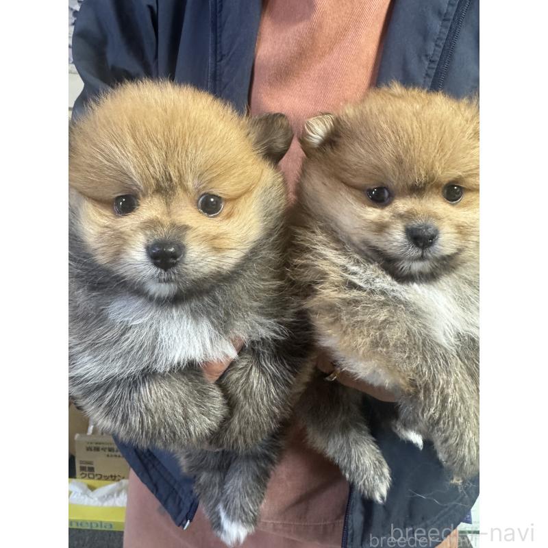 販売中の山口県のポメラニアン-440328の5枚目