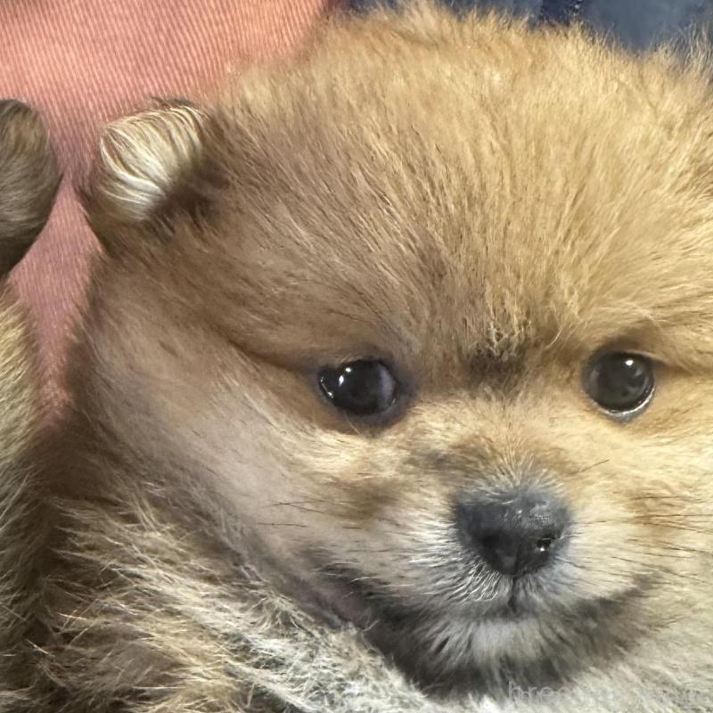 販売中の山口県のポメラニアン-440328の4枚目