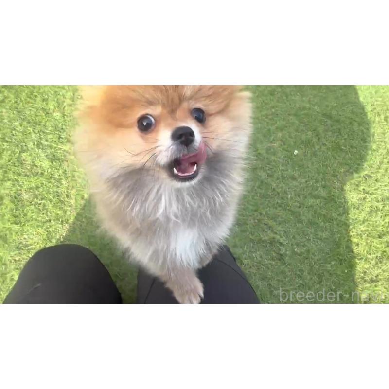 販売中の山口県のポメラニアン-440328の3枚目