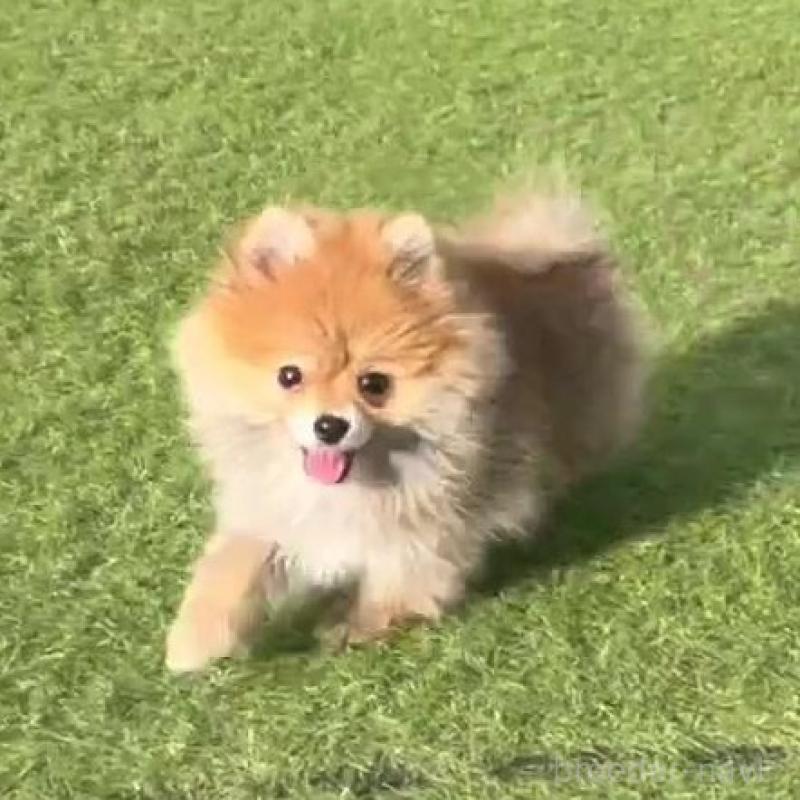 販売中の山口県のポメラニアン-440328の2枚目