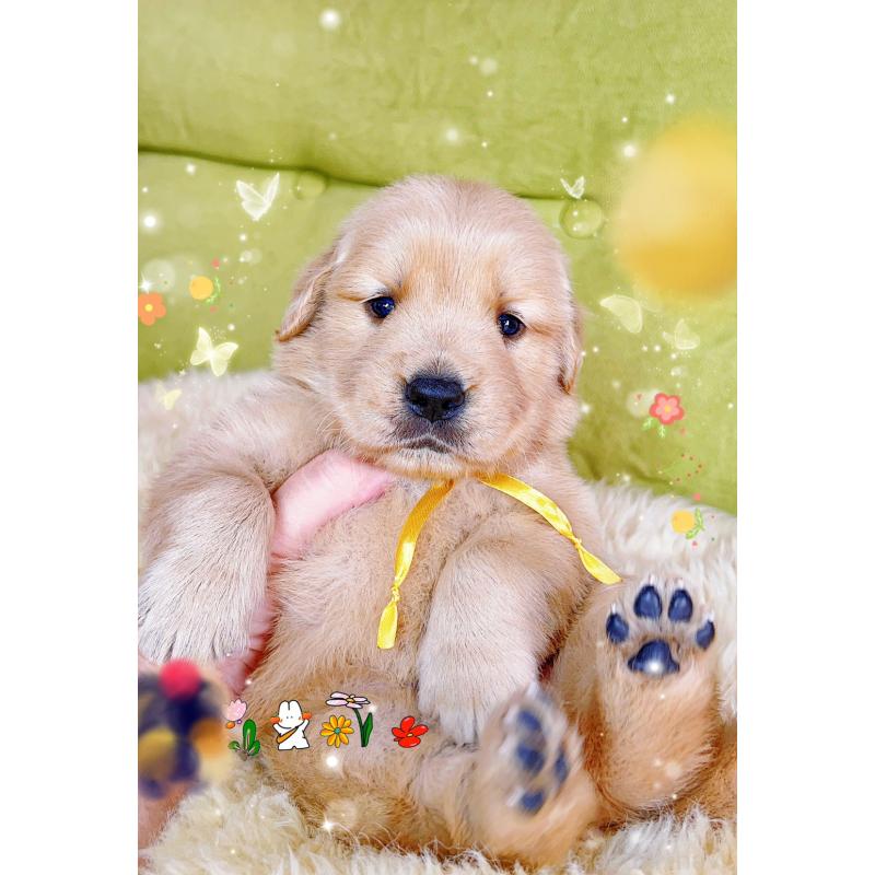 販売中の岐阜県のゴールデンレトリーバー-440330