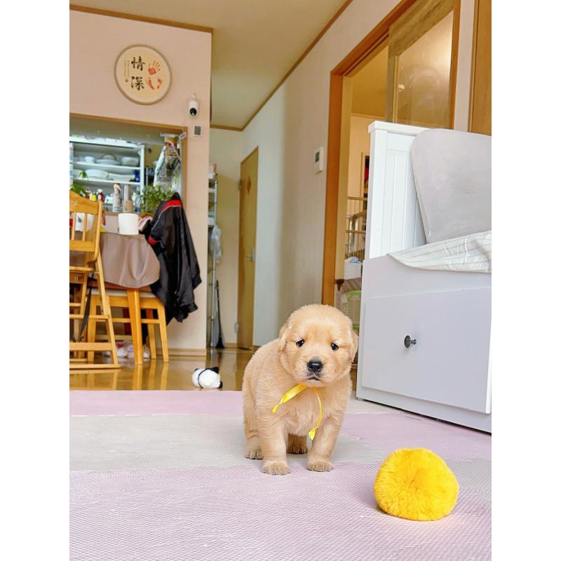 販売中の岐阜県のゴールデンレトリーバー-440330の15枚目