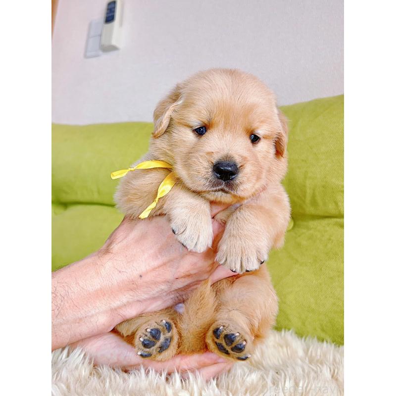 販売中の岐阜県のゴールデンレトリーバー-440330の14枚目