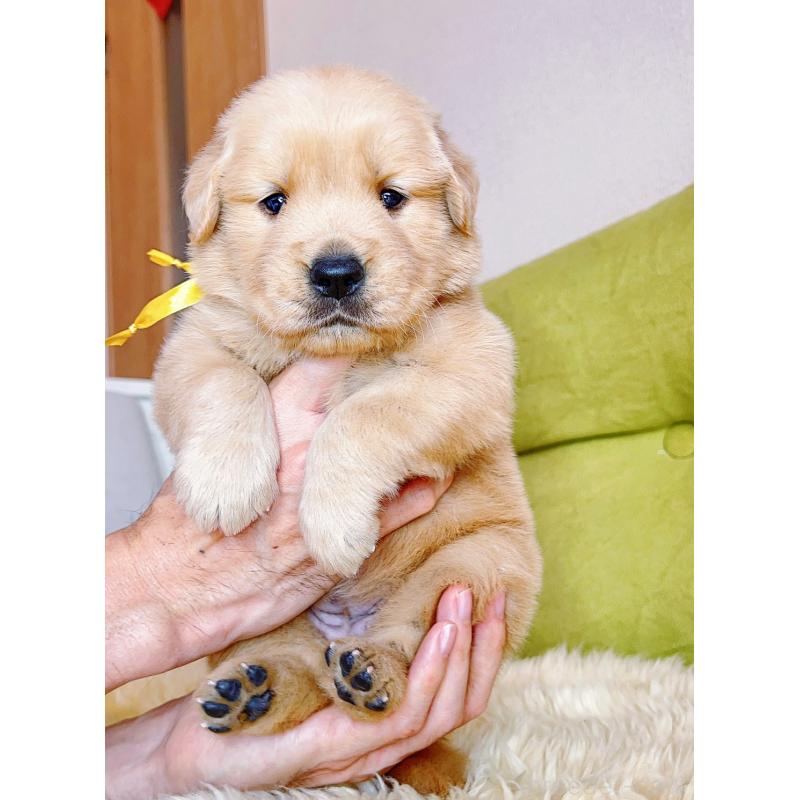 販売中の岐阜県のゴールデンレトリーバー-440330の12枚目