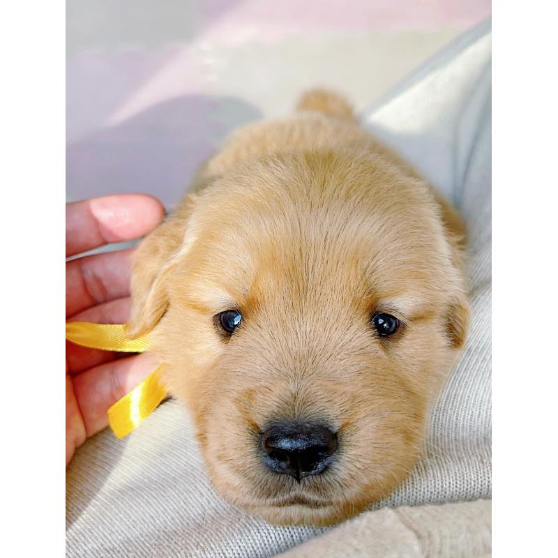 販売中の岐阜県のゴールデンレトリーバー-440330の11枚目